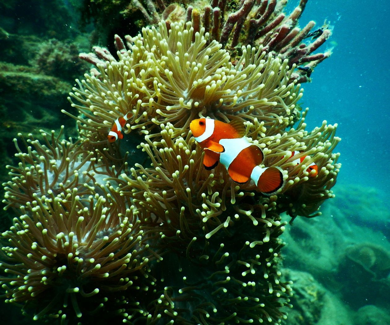 Clownfish on Karimunjawa reef